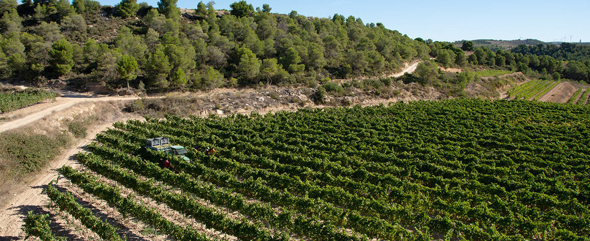 Celler LaBotera Celler LaBotera