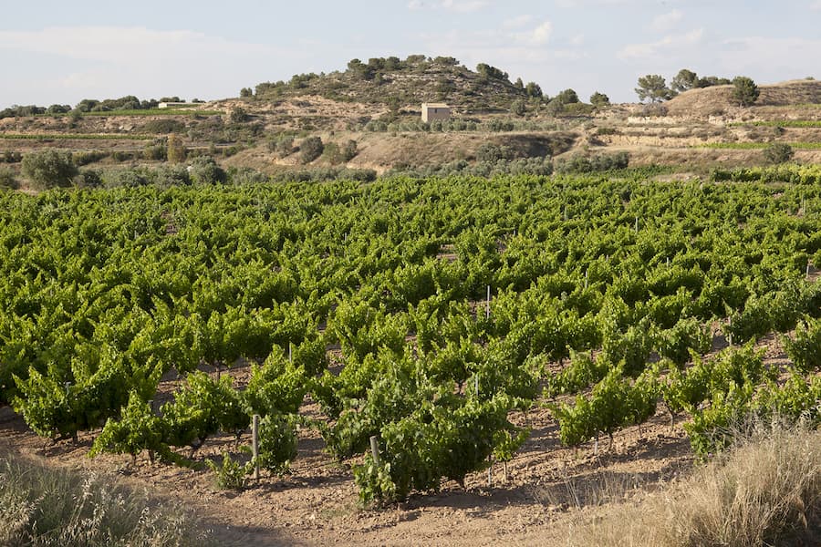 Celler LaBotera