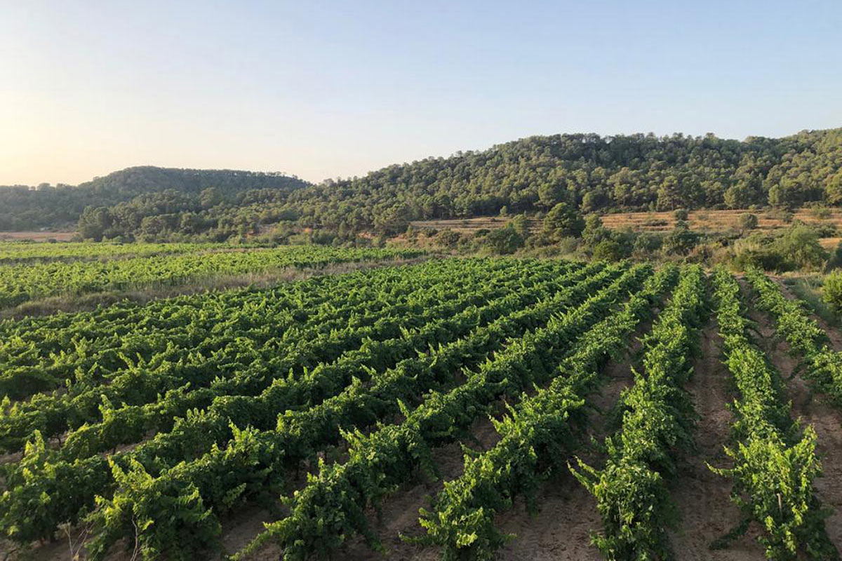 labotera-Finca-riu-01w